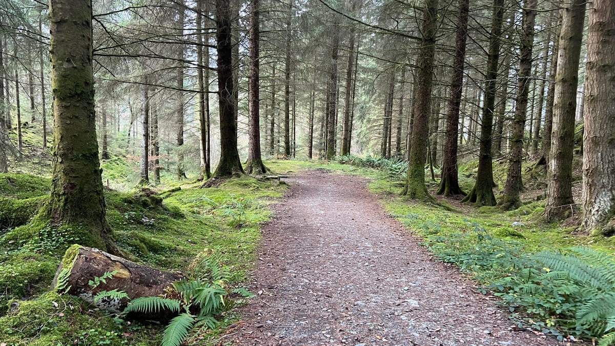 A day in Ard Forest. The Trossachs. Post feature image