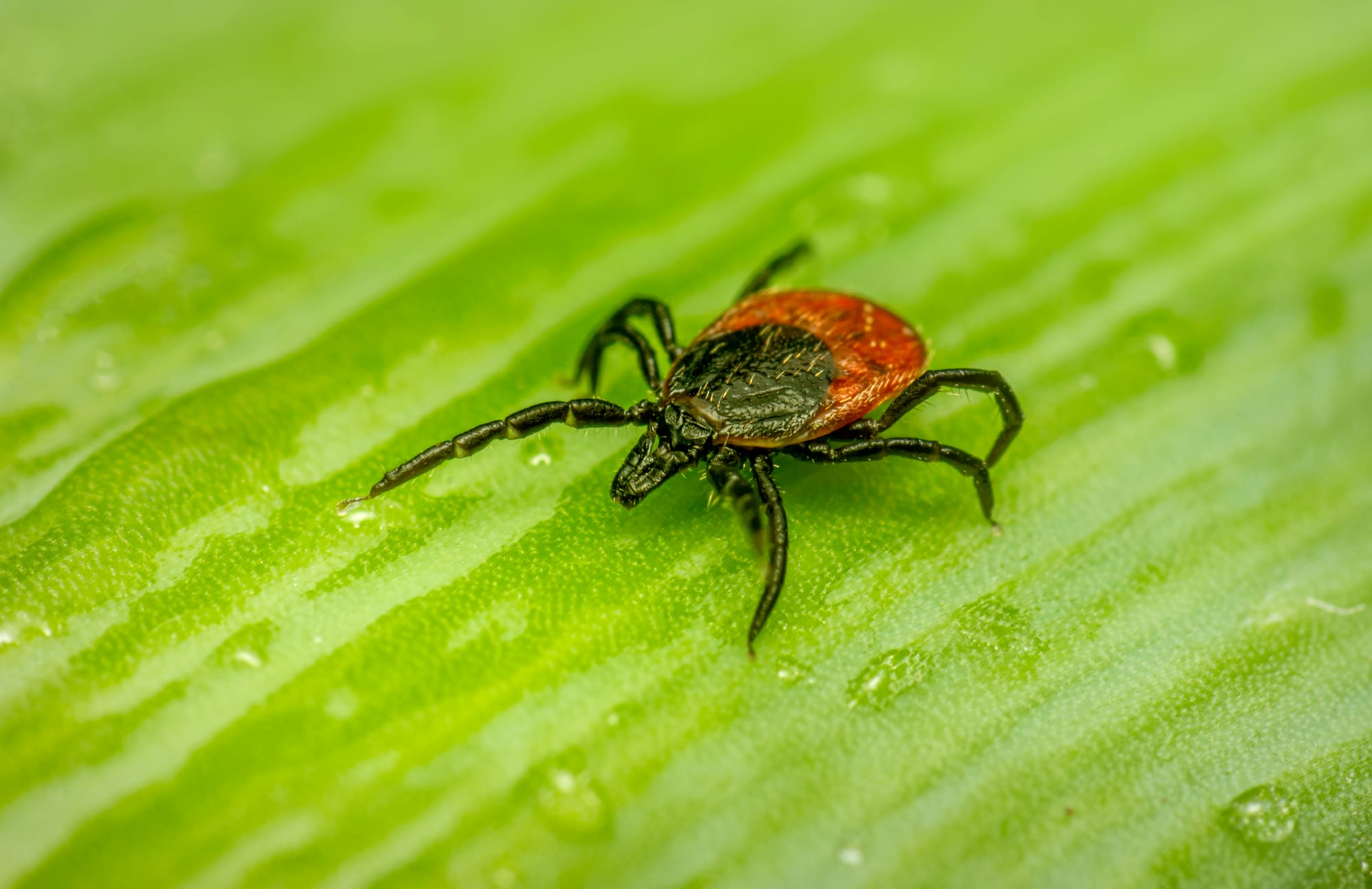 Lyme Disease vaccine may soon be available in the UK Post feature image