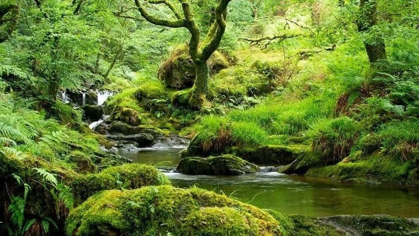 Temperate Rainforest feature image